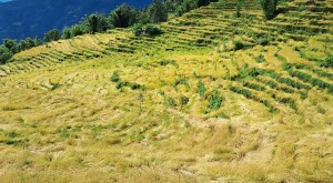 खोटाङमा ७० प्रतिशत धानबालीमा क्षति   